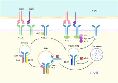 Recent research and clinical progress of CTLA-4-based immunotherapy for breast cancer